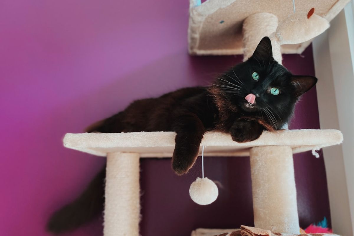 Créez votre arbre à chat DIY : guide facile 2024